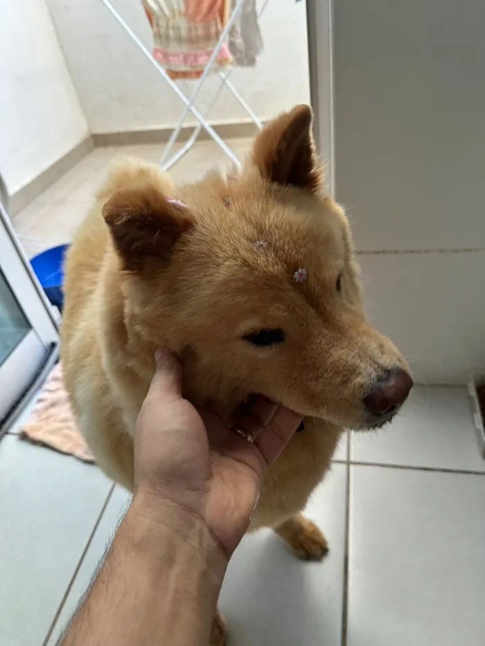 Cachorro raça SRD-ViraLata idade 4 anos nome Sem nome