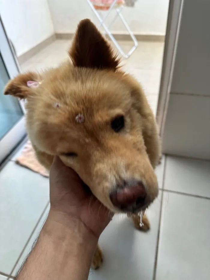 Cachorro raça SRD-ViraLata idade 4 anos nome Sem nome