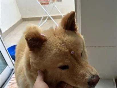Cachorro raça SRD-ViraLata idade 4 anos nome Sem nome