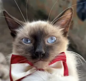 Gato raça Siamês idade 7 a 11 meses nome Theo 