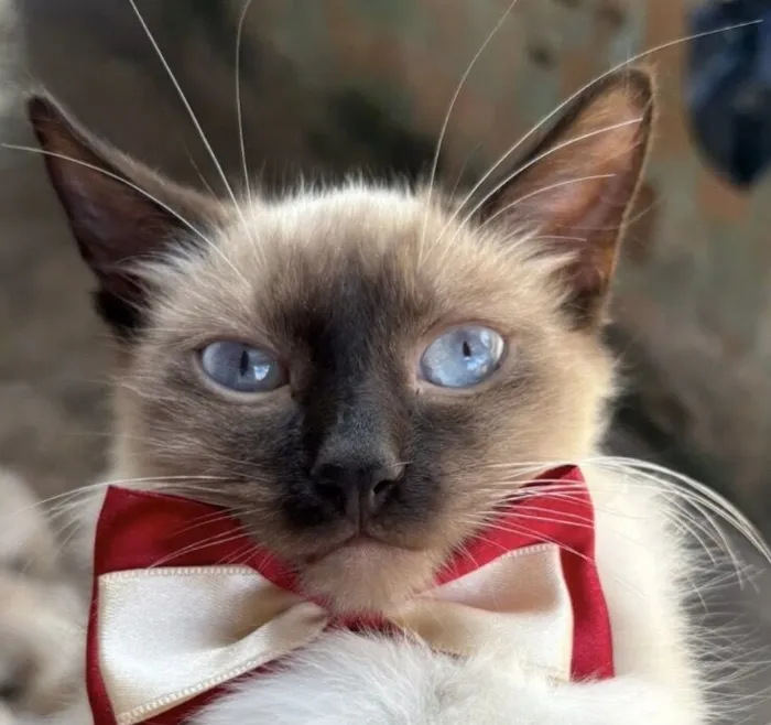 Gato raça Siamês idade 7 a 11 meses nome Theo 
