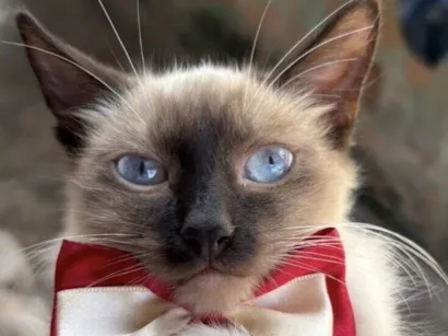Gato raça Siamês idade 7 a 11 meses nome Theo 