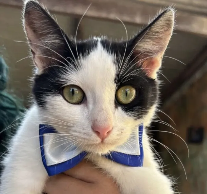 Gato raça SRD-ViraLata idade 7 a 11 meses nome Léo 