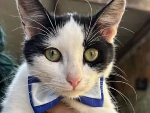 Gato raça SRD-ViraLata idade 7 a 11 meses nome Léo 