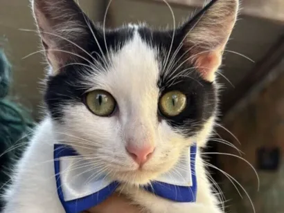 Gato raça SRD-ViraLata idade 7 a 11 meses nome Léo 