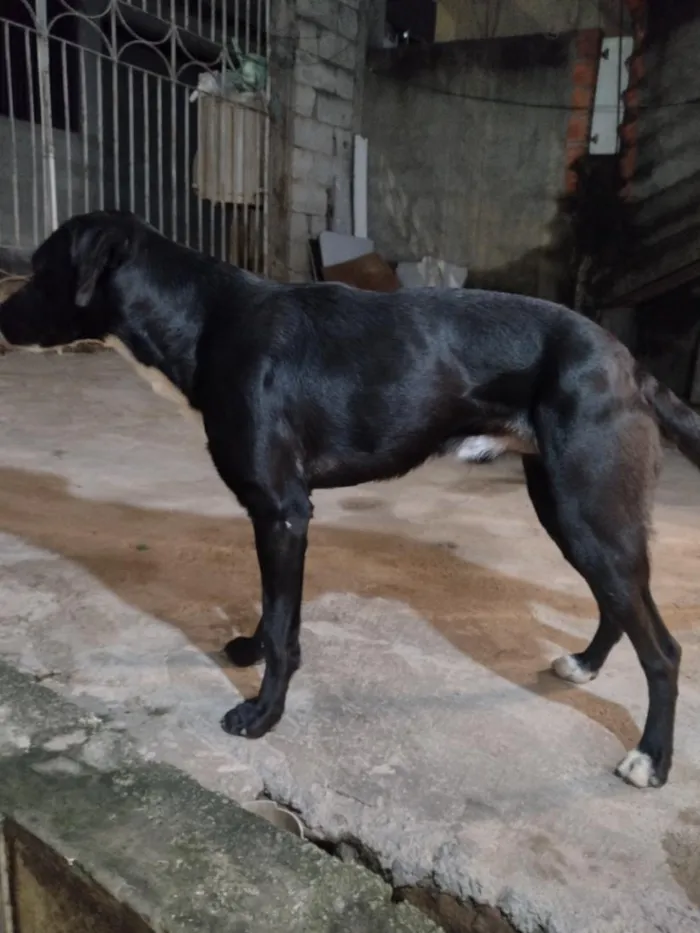 Cachorro raça Rottweiler idade 1 ano nome Billy jhow