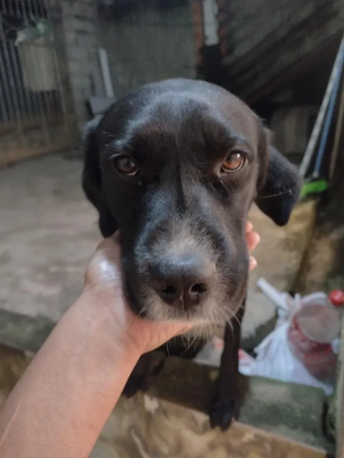 Cachorro raça Rottweiler idade 1 ano nome Billy jhow
