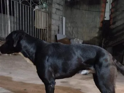 Cachorro raça Rottweiler idade 1 ano nome Billy jhow