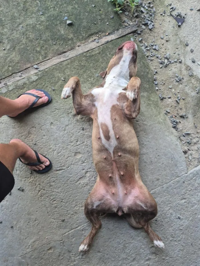 Cachorro raça Pit-Bull idade 4 anos nome Ravena