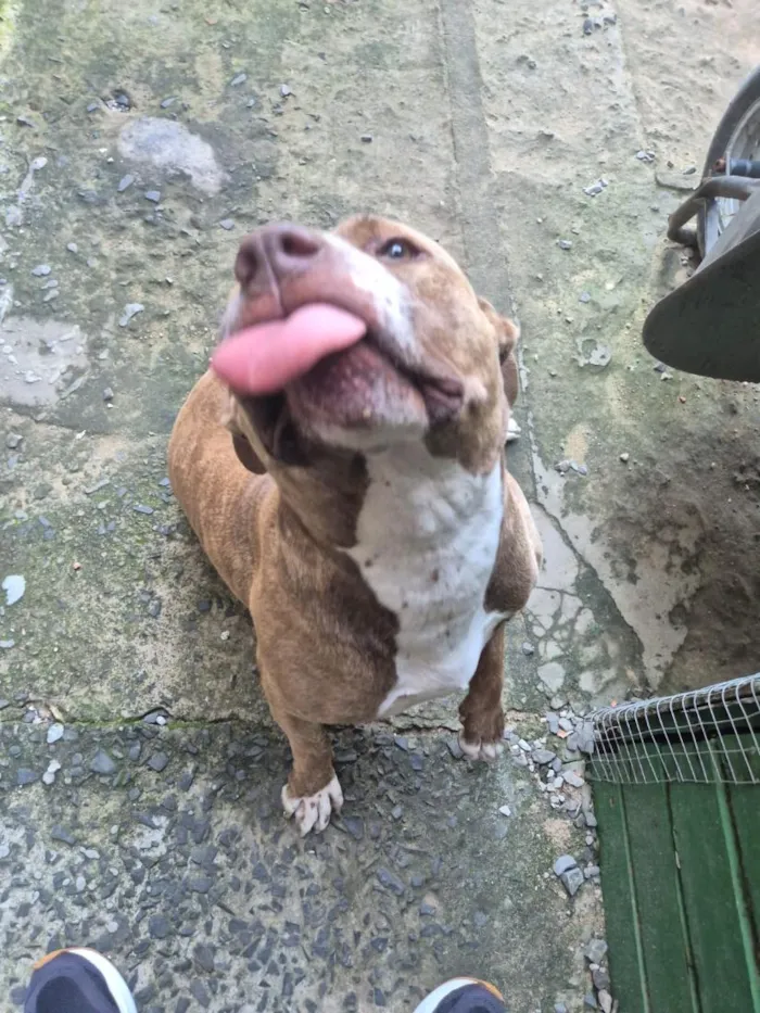 Cachorro raça Pit-Bull idade 4 anos nome Ravena