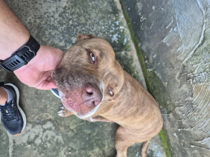 Cachorro raça Pit-Bull idade 4 anos nome Ravena
