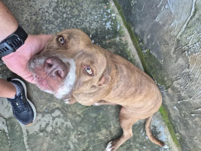 Cachorro raça Pit-Bull idade 4 anos nome Ravena
