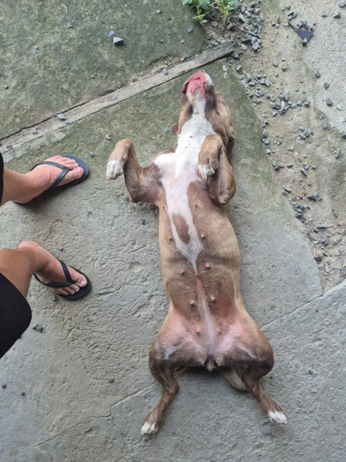 Cachorro raça Pit-Bull idade 4 anos nome Ravena