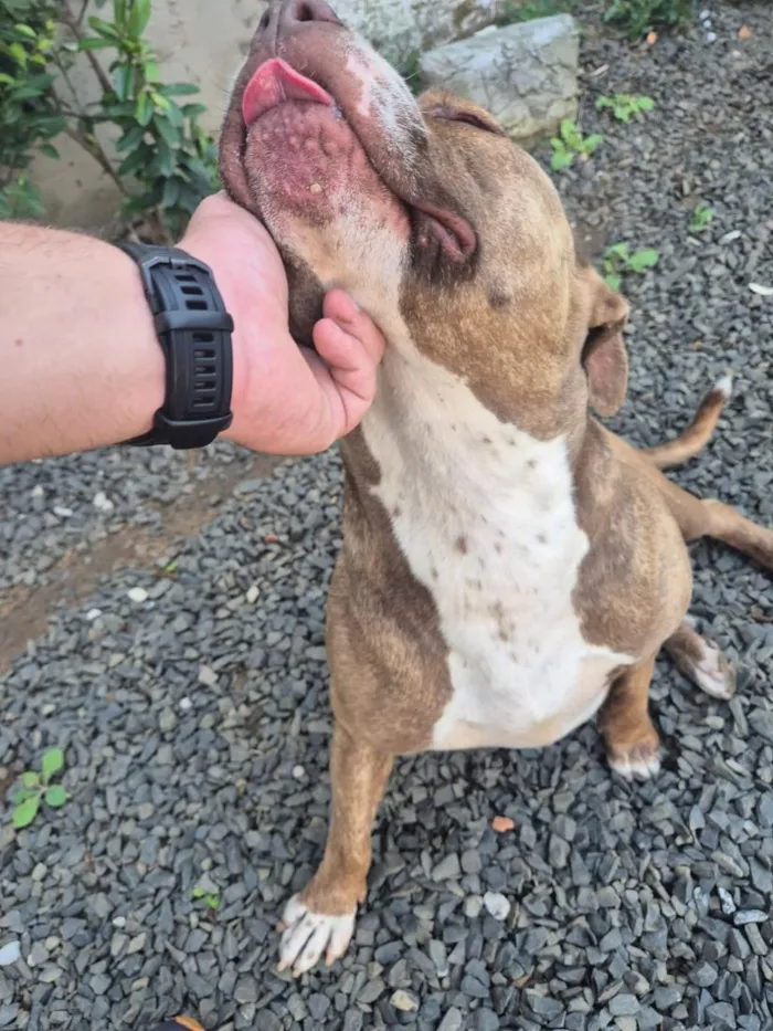 Cachorro raça Pit-Bull idade 4 anos nome Ravena