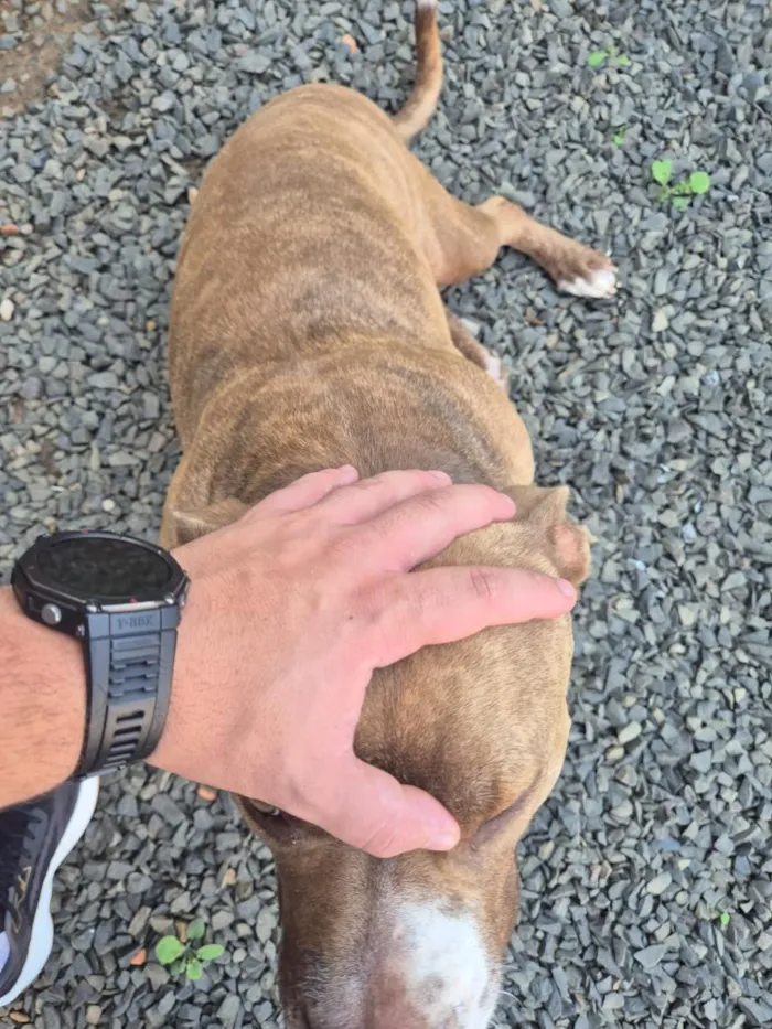 Cachorro raça Pit-Bull idade 4 anos nome Ravena