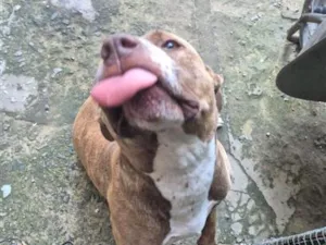 Cachorro raça Pit-Bull idade 4 anos nome Ravena