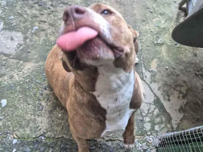 Cachorro raça Pit-Bull idade 4 anos nome Ravena