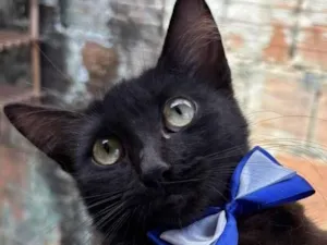 Gato raça SRD-ViraLata idade 2 a 6 meses nome Zulu 