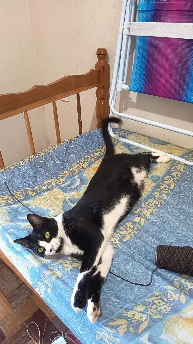 Gato raça SRD-ViraLata idade 2 anos nome Frodo