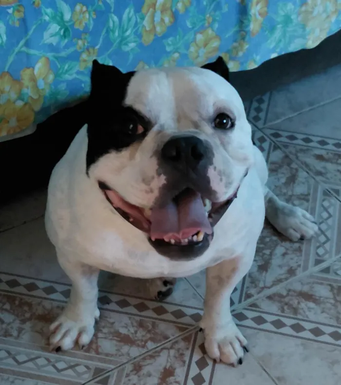 Cachorro raça Pit-Bull idade 5 anos nome Nick