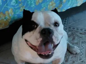 Cachorro raça Pit-Bull idade 5 anos nome Nick