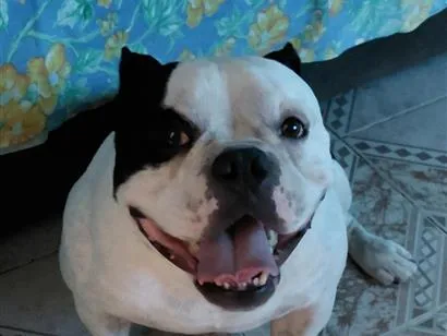 Cachorro raça Pit-Bull idade 5 anos nome Nick