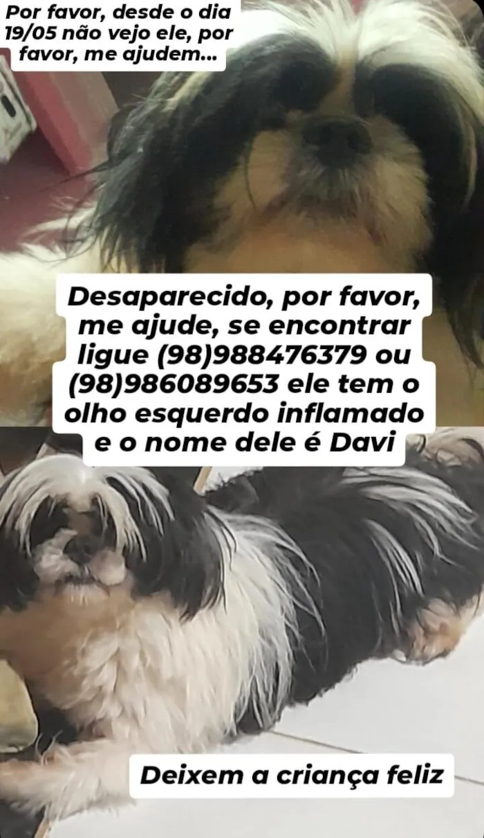 Cachorro raça Shitzu idade 2 a 6 meses nome Davi 