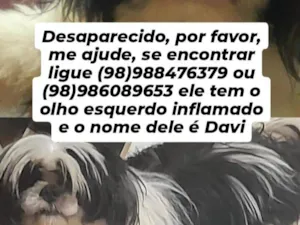 Cachorro raça Shitzu idade 2 a 6 meses nome Davi 