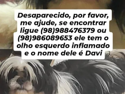 Cachorro raça Shitzu idade 2 a 6 meses nome Davi 