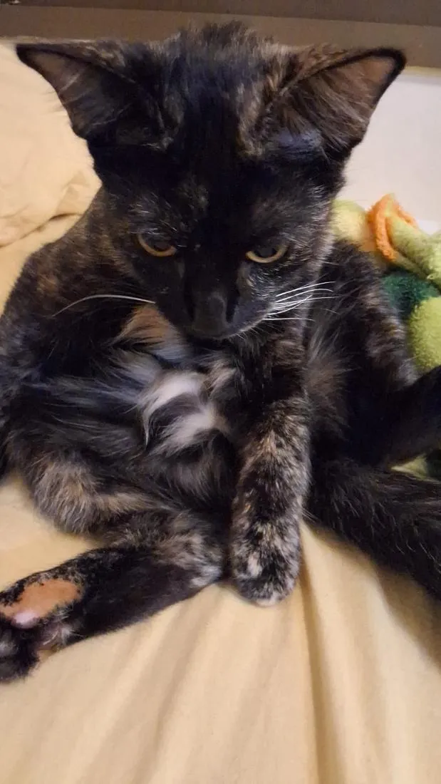 Gato raça SRD-ViraLata idade 7 a 11 meses nome Felicia Margarida