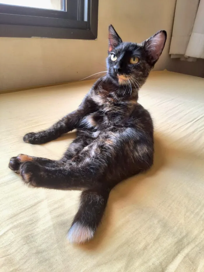 Gato raça SRD-ViraLata idade 7 a 11 meses nome Felicia Margarida