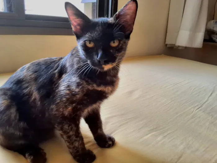 Gato raça SRD-ViraLata idade 7 a 11 meses nome Felicia Margarida