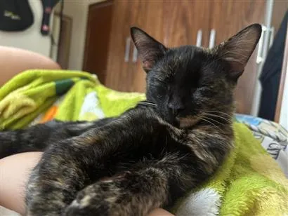 Gato raça SRD-ViraLata idade 7 a 11 meses nome Felicia Margarida