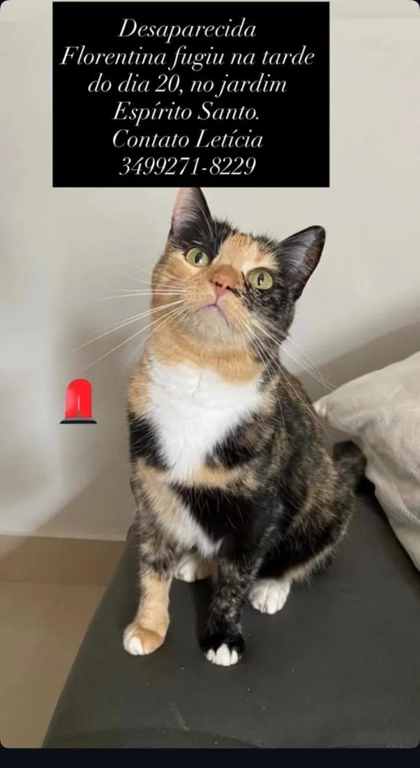 Gato raça SRD-ViraLata idade 6 ou mais anos nome Florentina