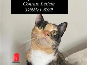 Gato raça SRD-ViraLata idade 6 ou mais anos nome Florentina