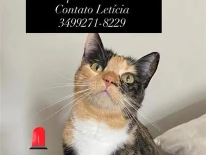 Gato raça SRD-ViraLata idade 6 ou mais anos nome Florentina