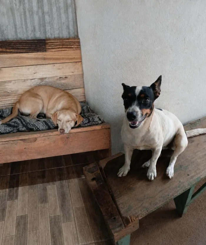 Cachorro raça SRD-ViraLata idade 2 anos nome Luffy e pipoca 