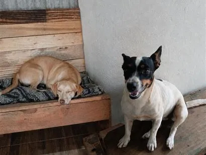 Cachorro raça SRD-ViraLata idade 2 anos nome Luffy e pipoca 