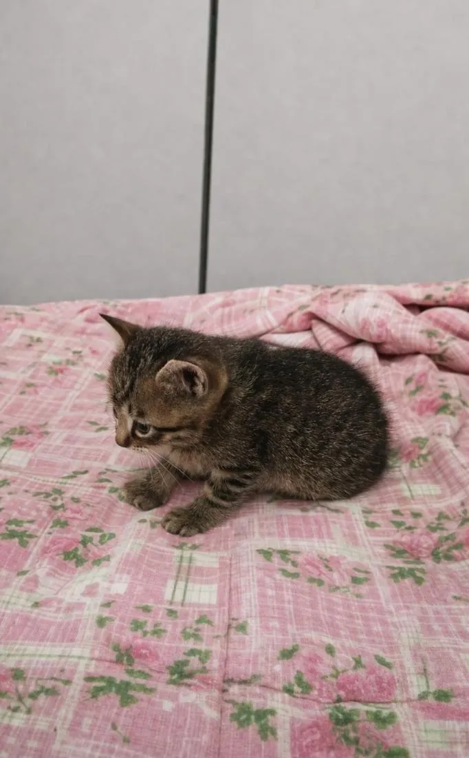 Gato raça SRD-ViraLata idade 2 a 6 meses nome Lia