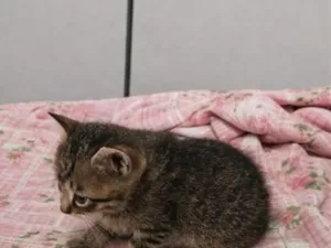 Gato raça SRD-ViraLata idade 2 a 6 meses nome Lia