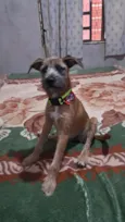 Pitucha