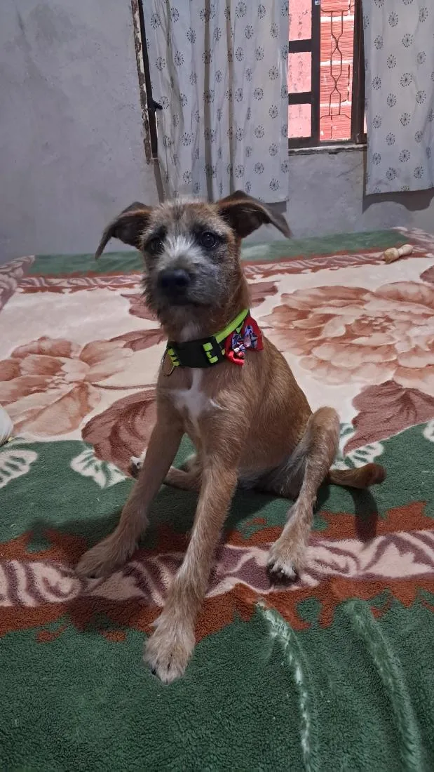 Cachorro raça SRD-ViraLata idade 2 a 6 meses nome Pitucha
