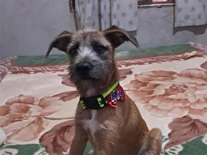 Cachorro raça SRD-ViraLata idade 2 a 6 meses nome Pitucha
