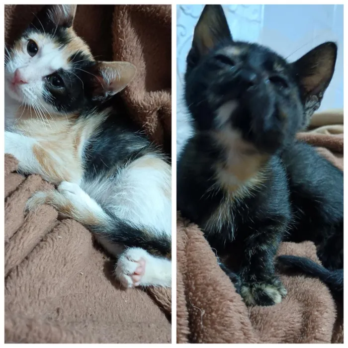 Gato raça SRD-ViraLata idade 2 a 6 meses nome jujuba e neguinha 
