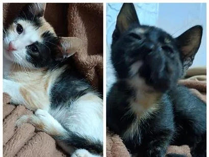 Gato raça SRD-ViraLata idade 2 a 6 meses nome jujuba e neguinha 