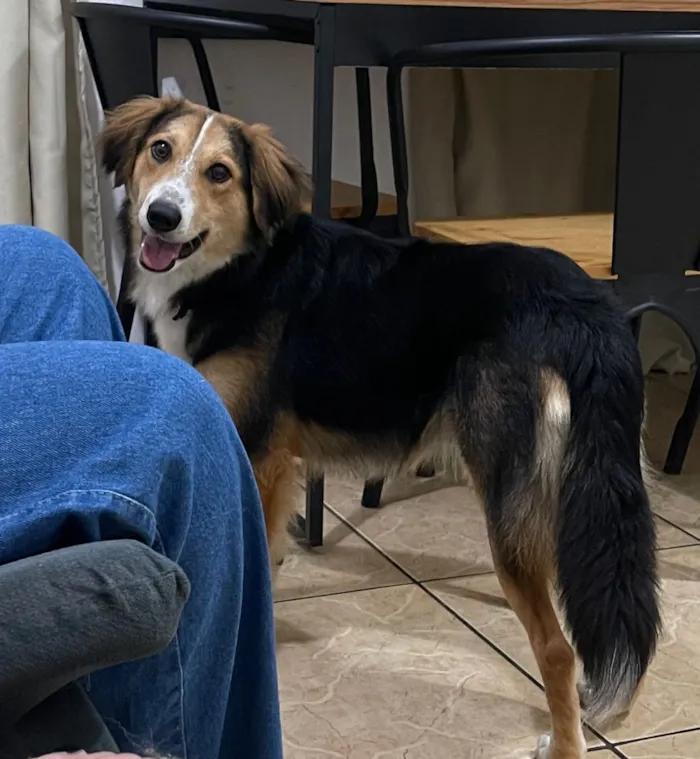 Cachorro raça SRD-ViraLata idade 1 ano nome Marafo 