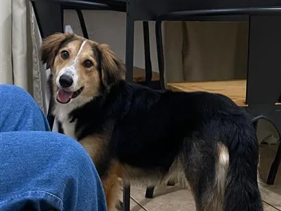 Cachorro raça SRD-ViraLata idade 1 ano nome Marafo 