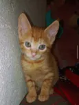 simba