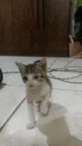 simba