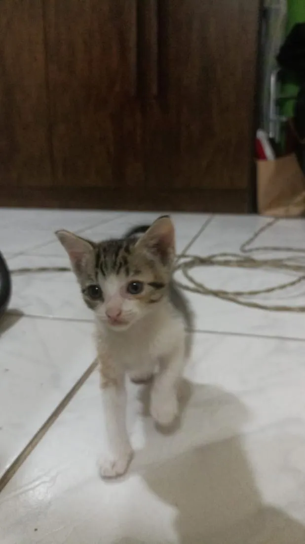 Gato raça SRD-ViraLata idade 2 a 6 meses nome simba